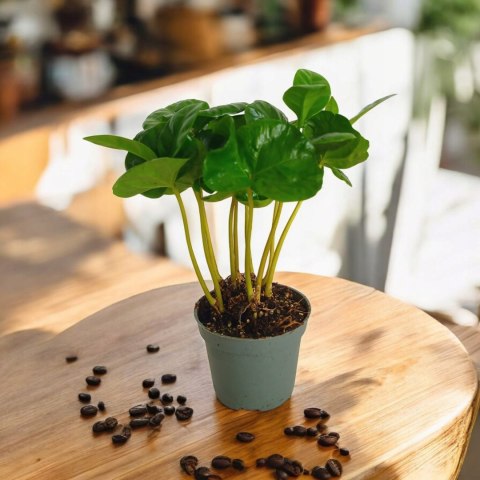 Coffea Arabica Kawa Arabska Kawowiec W ozdobnej osłonce w FILIŻANCE Coffea Arabica Kawa Arabska Kawowiec W ozdobnej osłonce w FILIŻANCE