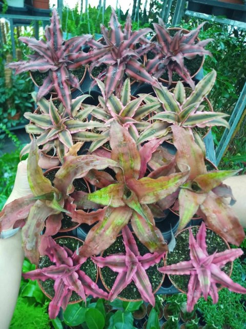 Cryptanthus Bromelia gwiazda ziemska skrytokwiat XXL Cryptanthus Bromelia gwiazda ziemska skrytokwiat XXL
