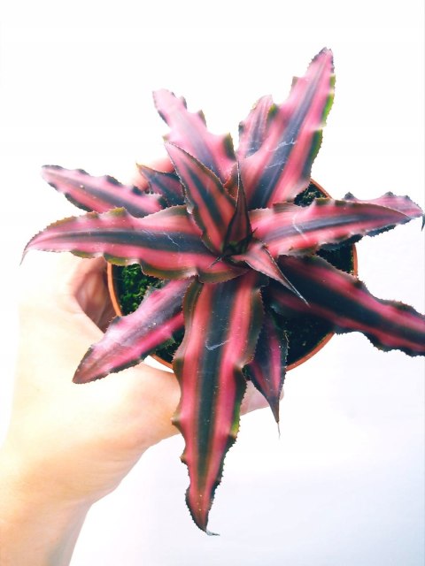 Cryptanthus Bromelia gwiazda ziemska skrytokwiat XXL Cryptanthus Bromelia gwiazda ziemska skrytokwiat XXL