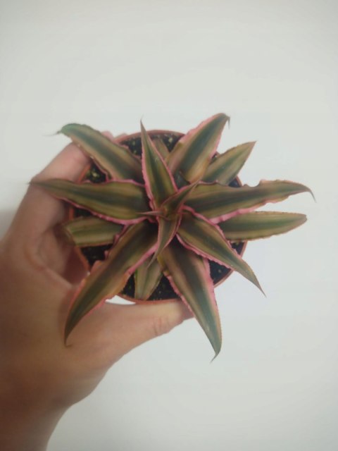 Cryptanthus Bromelia gwiazda ziemska skrytokwiat XXL Cryptanthus Bromelia gwiazda ziemska skrytokwiat XXL