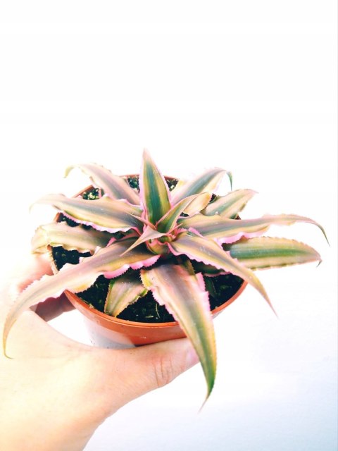 Cryptanthus Bromelia gwiazda ziemska skrytokwiat XXL Cryptanthus Bromelia gwiazda ziemska skrytokwiat XXL