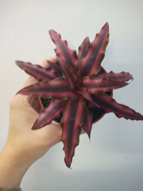 Cryptanthus Bromelia gwiazda ziemska skrytokwiat XXL Cryptanthus Bromelia gwiazda ziemska skrytokwiat XXL