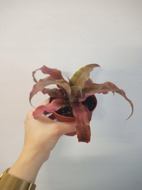 Cryptanthus Bromelia gwiazda ziemska skrytokwiat XXL Cryptanthus Bromelia gwiazda ziemska skrytokwiat XXL