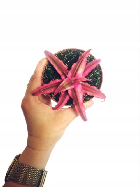 Cryptanthus Bromelia gwiazda ziemska skrytokwiat XXL Cryptanthus Bromelia gwiazda ziemska skrytokwiat XXL