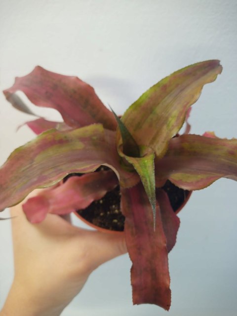 Cryptanthus Bromelia gwiazda ziemska skrytokwiat XXL Cryptanthus Bromelia gwiazda ziemska skrytokwiat XXL