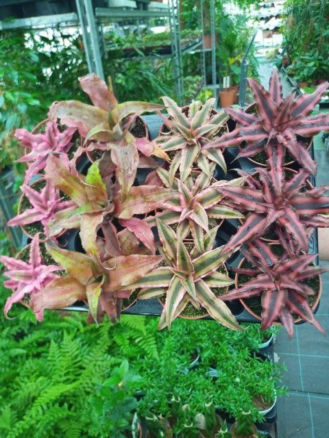 Cryptanthus Bromelia gwiazda ziemska skrytokwiat XXL Cryptanthus Bromelia gwiazda ziemska skrytokwiat XXL