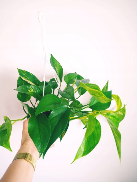 Epipremnum Aureum Scindaptus Złociste Pinnatum Epipremnum Aureum Scindaptus Złociste Pinnatum