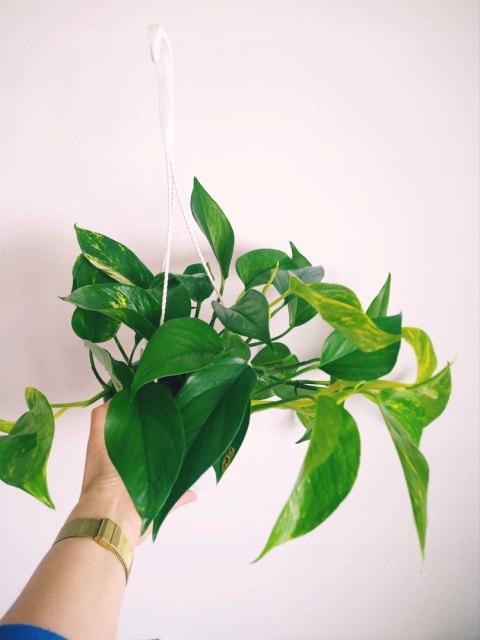 Epipremnum Aureum Scindaptus Złociste Pinnatum Epipremnum Aureum Scindaptus Złociste Pinnatum