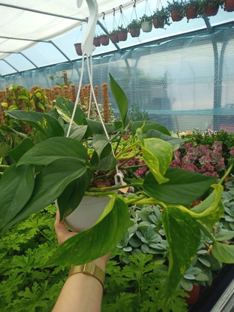 Epipremnum Aureum Scindaptus Złociste Pinnatum Epipremnum Aureum Scindaptus Złociste Pinnatum