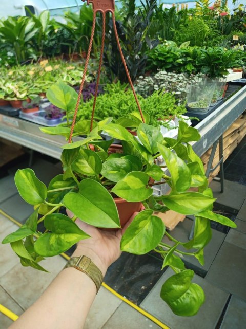 Epipremnum Global Green Scindaptus Epipremium WISZĄCE Epipremnum Global Green Scindaptus Epipremium WISZĄCE