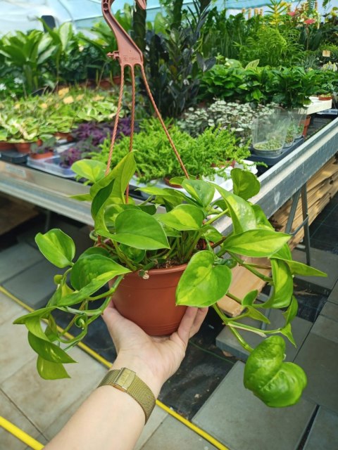 Epipremnum Global Green Scindaptus Epipremium WISZĄCE Epipremnum Global Green Scindaptus Epipremium WISZĄCE