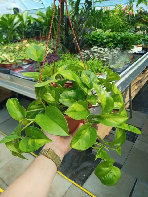 Epipremnum Global Green Scindaptus Epipremium WISZĄCE Epipremnum Global Green Scindaptus Epipremium WISZĄCE