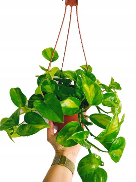 Epipremnum Global Green Scindaptus Epipremium WISZĄCE Epipremnum Global Green Scindaptus Epipremium WISZĄCE