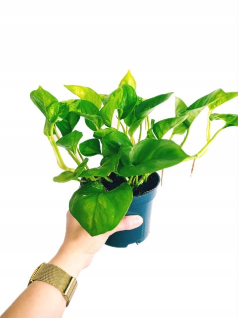 Epipremnum Global Green Scindaptus Epipremium Epipremnum Global Green Scindaptus Epipremium