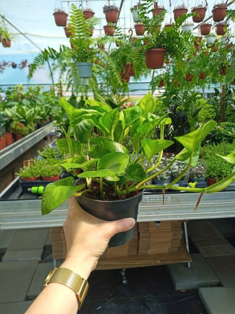 Epipremnum Global Green Scindaptus Epipremium Epipremnum Global Green Scindaptus Epipremium