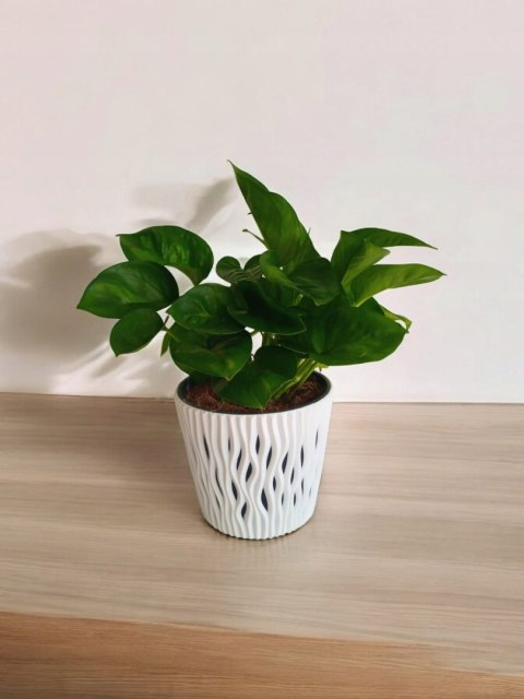 Epipremnum Global Green Scindaptus Epipremium Epipremnum Global Green Scindaptus Epipremium