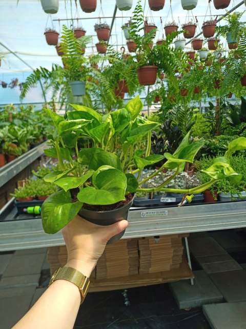 Epipremnum Global Green Scindaptus Epipremium Epipremnum Global Green Scindaptus Epipremium