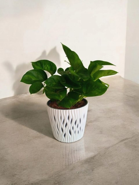 Epipremnum Global Green Scindaptus Epipremium Epipremnum Global Green Scindaptus Epipremium