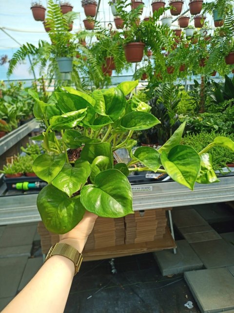 Epipremnum Global Green Scindaptus Epipremium Epipremnum Global Green Scindaptus Epipremium