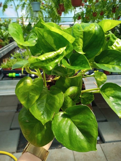 Epipremnum Global Green Scindaptus Epipremium Epipremnum Global Green Scindaptus Epipremium