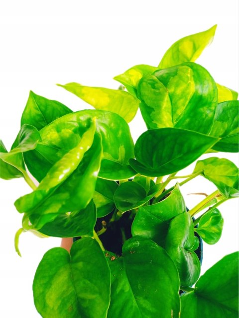 Epipremnum Global Green Scindaptus Epipremium Epipremnum Global Green Scindaptus Epipremium