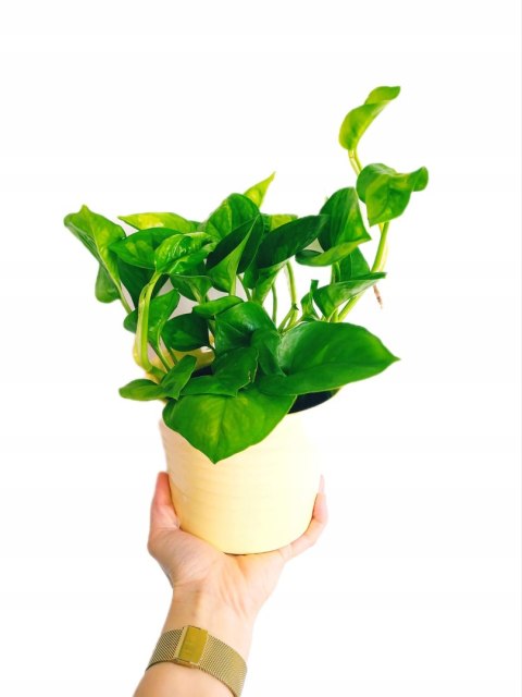 Epipremnum Global Green Scindaptus Epipremium Epipremnum Global Green Scindaptus Epipremium