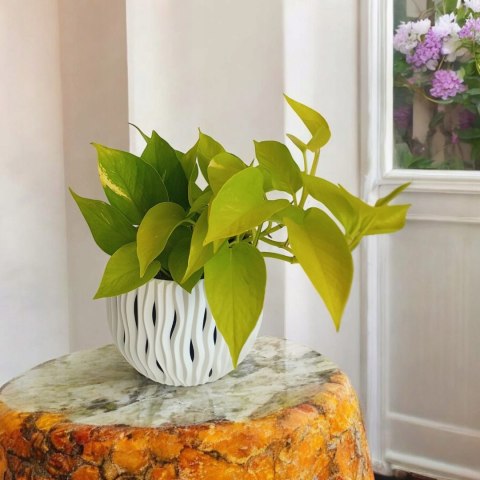 Epipremnum Golden Pothos Neon Żółty Gold Złocisty Scindaptus Epiprenium Epipremnum Golden Pothos Neon Żółty Gold Złocisty Scindaptus Epiprenium