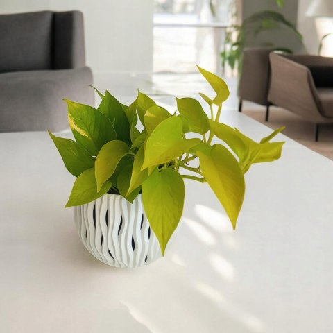 Epipremnum Golden Pothos Neon Żółty Gold Złocisty Scindaptus Epiprenium Epipremnum Golden Pothos Neon Żółty Gold Złocisty Scindaptus Epiprenium