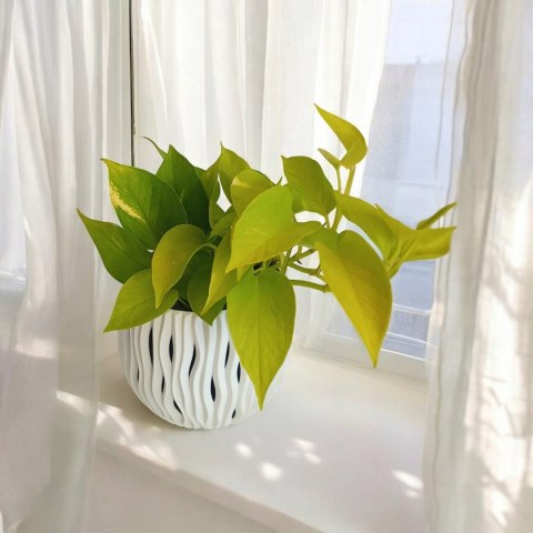 Epipremnum Golden Pothos Neon Żółty Gold Złocisty Scindaptus Epiprenium Epipremnum Golden Pothos Neon Żółty Gold Złocisty Scindaptus Epiprenium