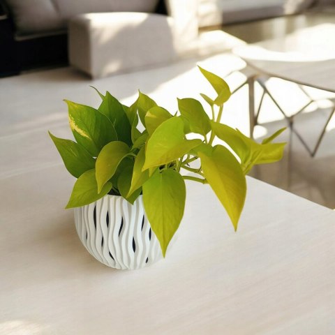 Epipremnum Golden Pothos Neon Żółty Gold Złocisty Scindaptus Epiprenium Epipremnum Golden Pothos Neon Żółty Gold Złocisty Scindaptus Epiprenium