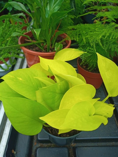 Epipremnum Golden Pothos Neon Żółty Gold Złocisty Scindaptus Epiprenium Epipremnum Golden Pothos Neon Żółty Gold Złocisty Scindaptus Epiprenium