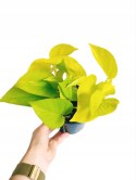 Epipremnum Golden Pothos Neon Żółty Gold Złocisty Scindaptus Epiprenium