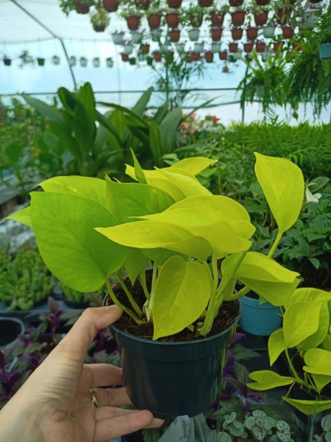 Epipremnum Golden Pothos Neon Żółty Gold Złocisty Scindaptus Epiprenium Epipremnum Golden Pothos Neon Żółty Gold Złocisty Scindaptus Epiprenium