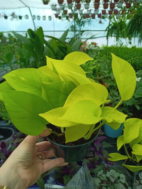 Epipremnum Golden Pothos Neon Żółty Gold Złocisty Scindaptus Epiprenium Epipremnum Golden Pothos Neon Żółty Gold Złocisty Scindaptus Epiprenium