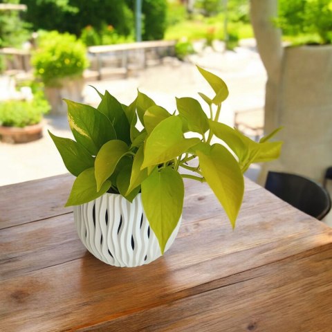 Epipremnum Golden Pothos Neon Żółty Gold Złocisty Scindaptus Epiprenium Epipremnum Golden Pothos Neon Żółty Gold Złocisty Scindaptus Epiprenium