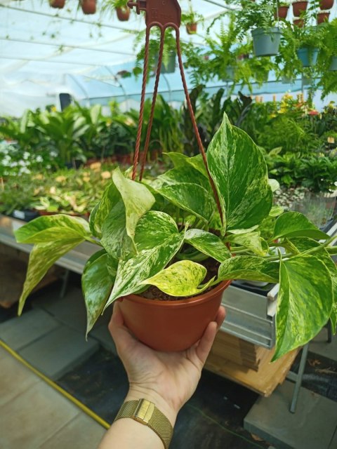 Epipremnum Marble Queen Marmurkowe Variegated Pothos Scindaptus WISZĄCE Epipremnum Marble Queen Marmurkowe Variegated Pothos Scindaptus WISZĄCE