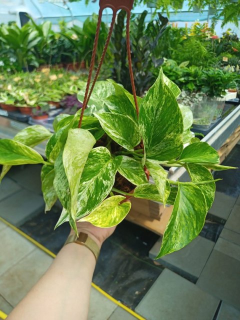 Epipremnum Marble Queen Marmurkowe Variegated Pothos Scindaptus WISZĄCE Epipremnum Marble Queen Marmurkowe Variegated Pothos Scindaptus WISZĄCE