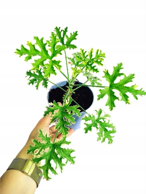 Geranium Anginka Miętowa Pelargonium graveolens ANTYKOMAR VARIEGATA Geranium Anginka Miętowa Pelargonium graveolens ANTYKOMAR VARIEGATA