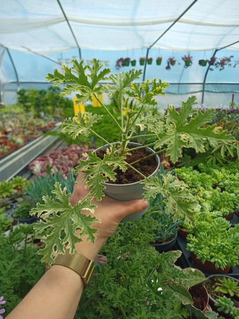 Geranium Anginka Miętowa Pelargonium graveolens ANTYKOMAR VARIEGATA Geranium Anginka Miętowa Pelargonium graveolens ANTYKOMAR VARIEGATA