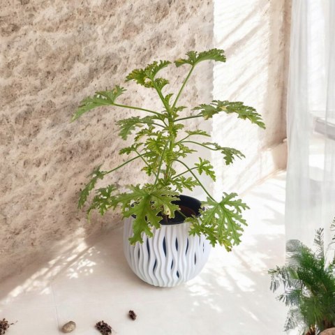 Geranium Anginka Miętowa Pelargonium graveolens ANTYKOMAR VARIEGATA Geranium Anginka Miętowa Pelargonium graveolens ANTYKOMAR VARIEGATA