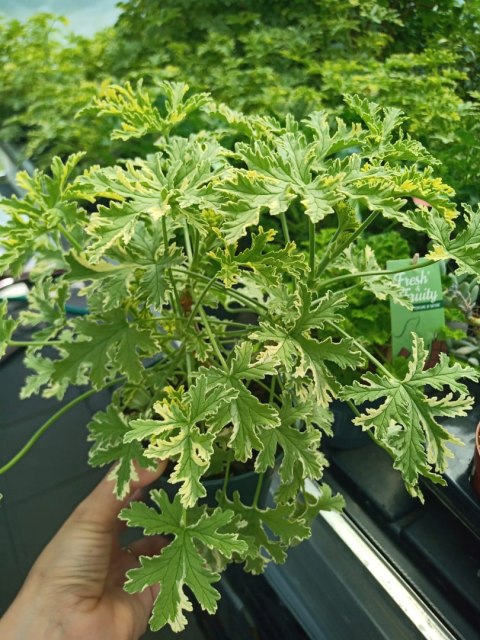 Geranium Anginka Miętowa Pelargonium graveolens ANTYKOMAR VARIEGATA Geranium Anginka Miętowa Pelargonium graveolens ANTYKOMAR VARIEGATA