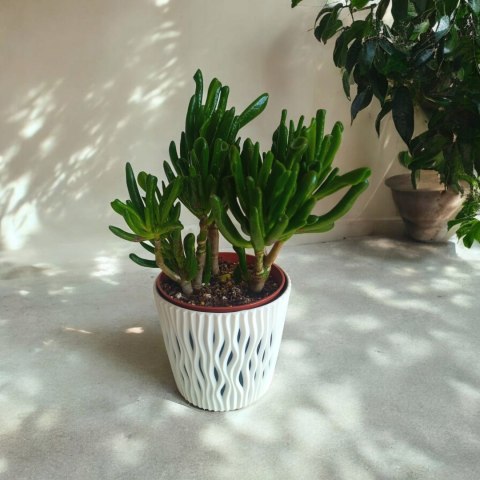 Grubosz Crassula hobbit drzewko szczęścia drzewko pieniędzy uszy shreka Grubosz Crassula hobbit drzewko szczęścia drzewko pieniędzy uszy shreka