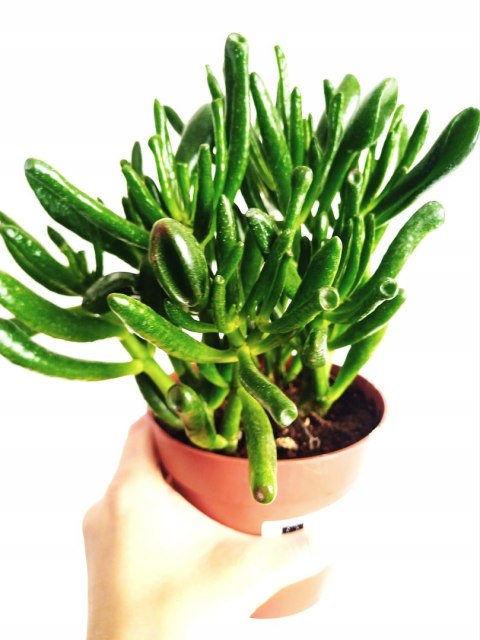 Grubosz Crassula hobbit drzewko szczęścia drzewko pieniędzy uszy shreka Grubosz Crassula hobbit drzewko szczęścia drzewko pieniędzy uszy shreka