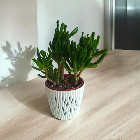 Grubosz Crassula hobbit drzewko szczęścia drzewko pieniędzy uszy shreka Grubosz Crassula hobbit drzewko szczęścia drzewko pieniędzy uszy shreka