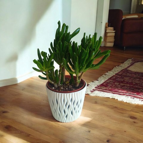 Grubosz Crassula hobbit drzewko szczęścia drzewko pieniędzy uszy shreka Grubosz Crassula hobbit drzewko szczęścia drzewko pieniędzy uszy shreka