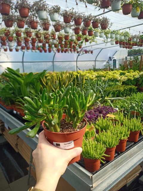 Grubosz Crassula hobbit drzewko szczęścia drzewko pieniędzy uszy shreka Grubosz Crassula hobbit drzewko szczęścia drzewko pieniędzy uszy shreka