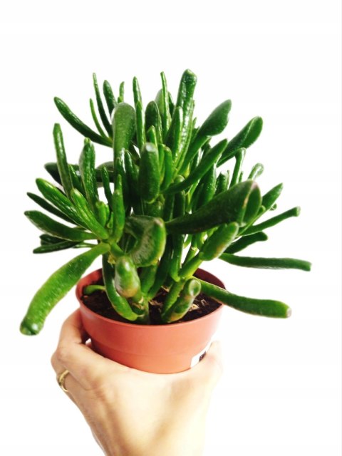 Grubosz Crassula hobbit drzewko szczęścia drzewko pieniędzy uszy shreka Grubosz Crassula hobbit drzewko szczęścia drzewko pieniędzy uszy shreka