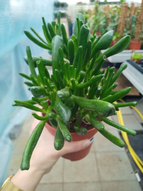 Grubosz Crassula hobbit drzewko szczęścia drzewko pieniędzy uszy shreka Grubosz Crassula hobbit drzewko szczęścia drzewko pieniędzy uszy shreka