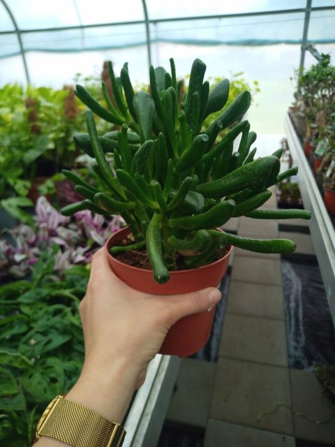 Grubosz Crassula hobbit drzewko szczęścia drzewko pieniędzy uszy shreka Grubosz Crassula hobbit drzewko szczęścia drzewko pieniędzy uszy shreka