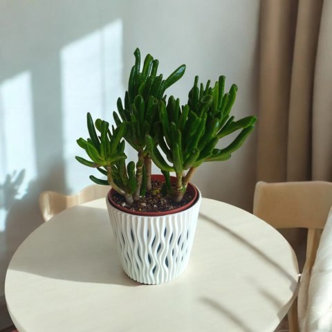 Grubosz Crassula hobbit drzewko szczęścia drzewko pieniędzy uszy shreka Grubosz Crassula hobbit drzewko szczęścia drzewko pieniędzy uszy shreka